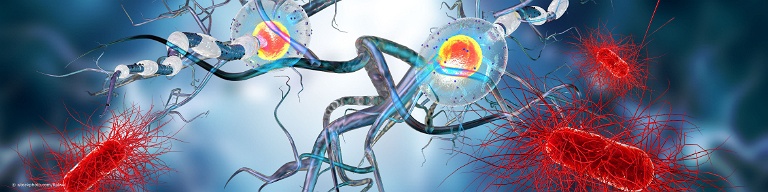 Gelangen bakterielle oder virale Erreger in Gehirn, Hirnhäute und Rückenmark entstehen verschiedene Entzündungsarten.