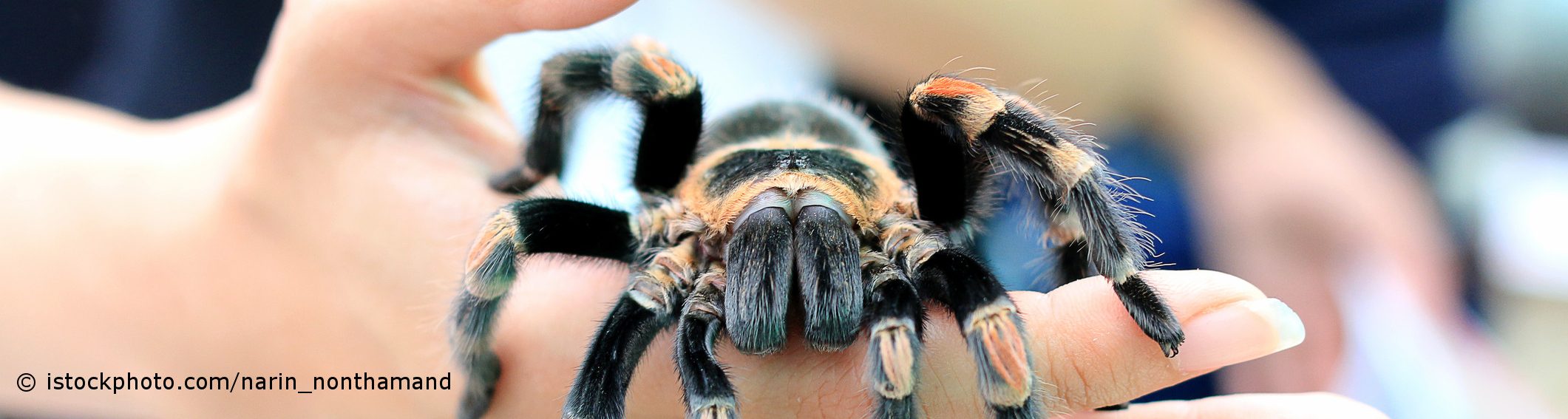 Die Angst vor Spinnen heißt Arachnophobie.