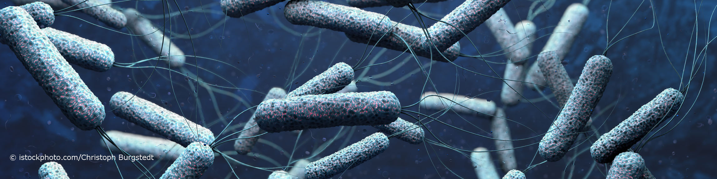 Bestimmte Stämme des Bakteriums Vibrio cholerae können Cholera hervorrufen.